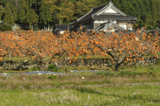 花御所柿2.jpg